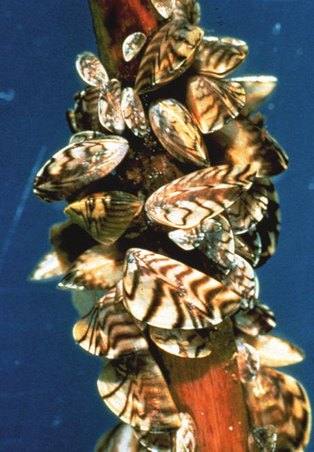 Aquatic invasive species photo cards Asian Carp: Bighead and Silver Carp Zebra Mussels These small, striped mussels are about the size of a fingernail.