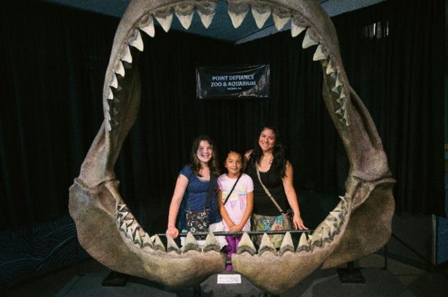 North Pacific Aquarium Megalodon Jaw This jaw model is the actual