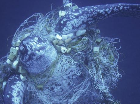 Bycatch Bycatch nontargeted marine animals and