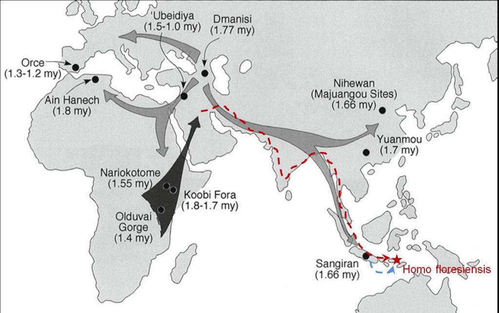 Out of Africa 22 Alternative hypotheses for early exits from Africa (after Rightmire & Lordkipanidze 2010). Top: one species (H. erectus) evolved in Africa and spread through Eurasia.