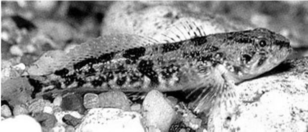 - USFWS Native Fish Species Prickly
