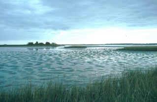 Salt marshes are coastal wetlands rich in marine life.