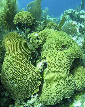 kinds of corals: