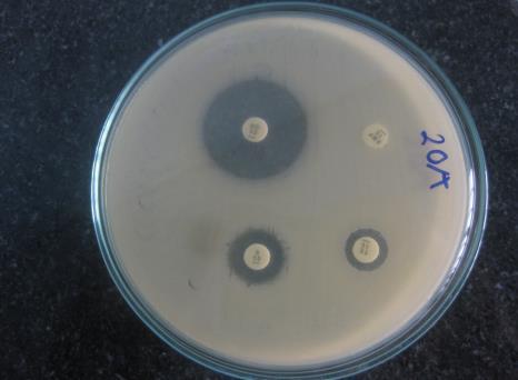 Số chủng vi khuẩn (%) CIP TET DOX ENR NOR STR FFC CH Hình 4.27: Kết quả thực hiện kháng sinh đồ vi khuẩn A. hydrophila. Kết quả thực hiện kháng sinh đồ các chủng vi khuẩn A. hydrophila (Hình 4.