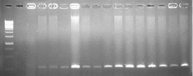 M 1 2 3 4 5 6 7 8 9 10 11 12 13 14 15 16 Hình 4.38: Gen qaceδ1 của các chủng vi khuẩn A. hydrophila và E. ictaluri.