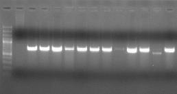 M 1 2 3 4 5 6 7 8 9 10 11 12 13 722 bp Hình 4.40: Gen sul2 của các chủng vi khuẩn A. hydrophila và E. ictaluri.