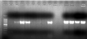 ictaluri: 8ED3, 12ED3, 20ED3, 21ED3, 6ED4, 10ED4, 15ED4, 2A3, 10A3, 11A3, 28A3, 31A3. M 1 2 3 4 5 6 7 8 9 10 11 12 13 14 790 bp Hình 4.41: Gen sul3 của các chủng vi khuẩn A.