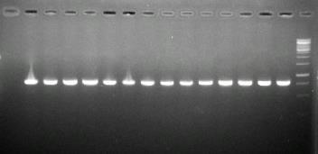 15 14 13 12 11 10 9 8 7 6 5 4 3 2 1 M M 16 17 18 19 20 21 22 23 24 25 26 27 28 29 30 31 645 bp Hình 4.45: Phổ điện di sản phẩm PCR của gen tetg ở các chủng vi khuẩn A. hydrophila và E. ictaluri.