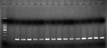 99% với gen flor của vi khuẩn E. coli AR060302 (NG 047878.1), Pasteurella multocida pcck1900 (NG 047873.1), K. pneumoniae R55 (NG 047865.1), V. cholerae MO10 (NG 047864.