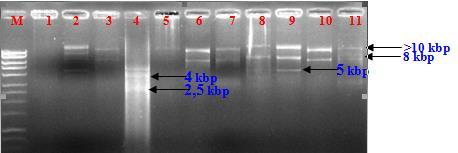 Hình 4.50: Kết quả điện di plasmid các chủng vi khuẩn A. hydrophila. M: thang chuẩn Hyperadder TM 1kb; giếng 2-11: thứ tự các chủng A.