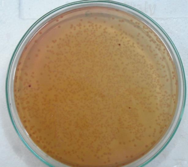 khuẩn A. hydrophila phân lập từ 1 loài cá ở Thái an đã kháng lại kháng sinh CH, sulfamonomethoxine và TET.