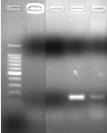 coli nhận gen kháng thuốc (transconjugant) sau khi tiếp hợp. C. Kết quả kiểm tra plasmid chủng cho (chủng 1ED3 ở giếng 2) và chủng nhận E.