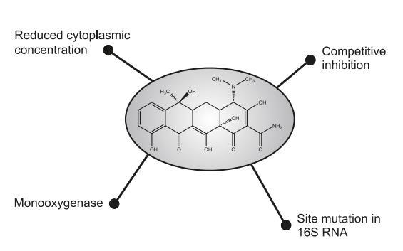 13) của vi khuẩn đã được phát hiện: (1) vi khuẩn giảm nồng độ của tetracycline trong tế bào bằng hệ thống bơm thải (efflux pumps) (Roberts, 1996), (2) phá vỡ sự tương tác giữa ribosome-tetracycline