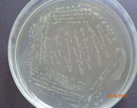 độ nổi mô, đa phần khuẩn lạc vi khuẩn nhỏ li ti (đường kính thường <1,0 mm) (Hình 4.1A).