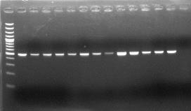 Cho đến nay, việc sử dụng kỹ thuật PCR để định danh vi khuẩn E. ictaluri đã được báo cáo bởi nhiều tác giả trong và ngoài nước (Williams and awrence, 2009; ê Hữu Thôi và ctv.