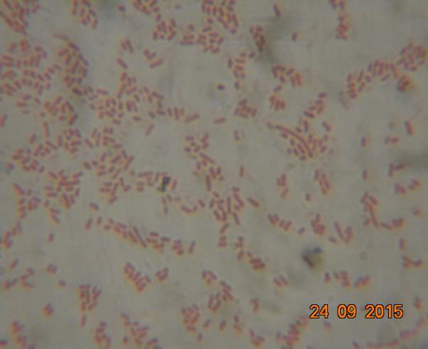 coli phân lập được từ ruột và nước ao nuôi cá tra ở Đồng Tháp. A. Khuẩn lạc vi khuẩn E.