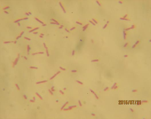 nghiệm, cụ thể khuẩn lạc vi khuẩn đều có màu trắng đục, nhỏ li ti khi cấy lên môi trường TSA sau 36-48 giờ (Hình 4.8A). Vi khuẩn có hình que dài, Gram âm (Hình 4.