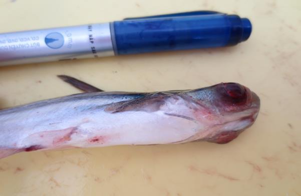 hydrophila trên cá nheo Mỹ của Pridgeon and Klesius (2011) cho thấy 3 chủng vi khuẩn trong thí nghiệm cũng gây chết cá rất sớm (6 giờ) và cá chết nhiều ở thời