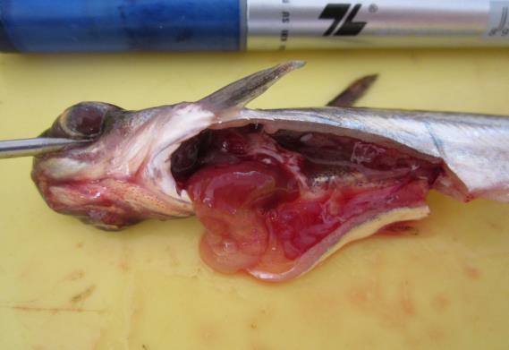 Trong khi đó, ở NT đối chứng (tiêm và không tiêm nước muối sinh lý) thì không có cá nào chết trong suốt thời gian theo dõi thí nghiệm.