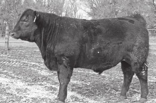 Lady S C 3V9 C&S Traveler 702 G D A R Traveler 71 Mikes Pine Tar 1-1 Notes: A Harvestor son that s a cow man s bull, powerful and loaded with muscle, substance, and bone.