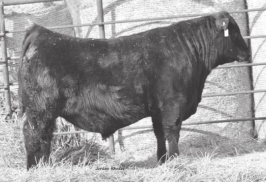 S C 660 1120 Hoff Limited Edition S C 594 Hoff Classy S C 3303 Notes: A Final Answer x Connealy Lead On son. Very powerful genetics. 66 lb. birth weight and +.1 BW EPD. A good heifer bull prospect.