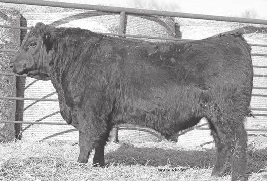 Notes: A bull with calving ease and excellent thickness, expressive muscle, and shape, items hard to find in a low birth weight bull. CED 11 BW.