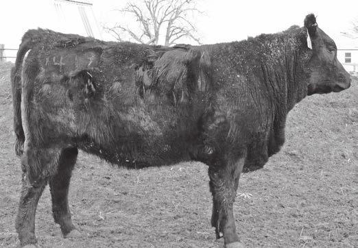 maternal, and carcass components to help build up the herd. Her powerful Destroyer dam ratioed 106 on YW; 108 on RE. CED 1 BW 2.5 WW 58 YW 103 MILK 28 $EN -26.