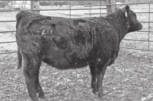 Notes: Miss Objective has raised these top end calves for years. QH Objective x In Focus records productivity on both sides. She recorded a WW ratio of 113 and YW ratio of 119; +27 Milk. CED 4 BW 3.