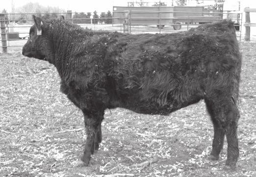 Focus heifer is a full sister to one of our most perfect Angus cows, the mother of Lot 1. Her dam, SJW Net Worth 331 819, is a Pathfinder, and every dam in her pedigree is also a Pathfinder.