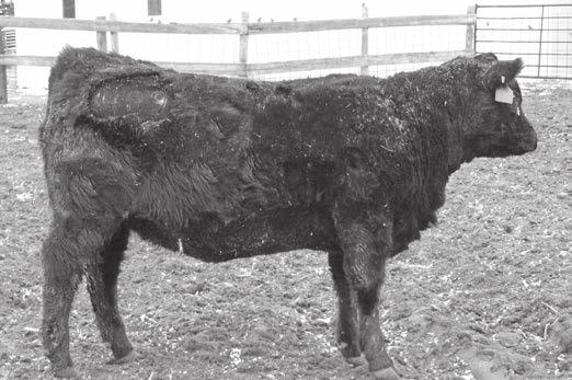 Georgina S C 813 1308 Notes: A top EPD heifer with built-in maternal strength from the Bismarck cross. She records weaning and yearling EPD s in the top 5% of the breed.