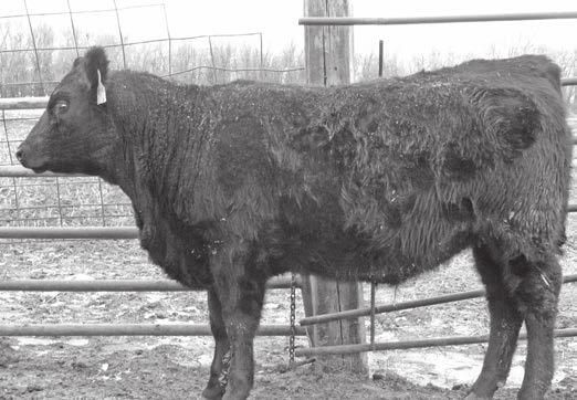 attractive heifer is a Priority x Double Vision. She has very balanced numbers and a great carcass value. She ratioed 113 on IMF and 104 on RE. CED 4 BW 3.7 WW 59 YW 102 MILK 22 $EN -15.