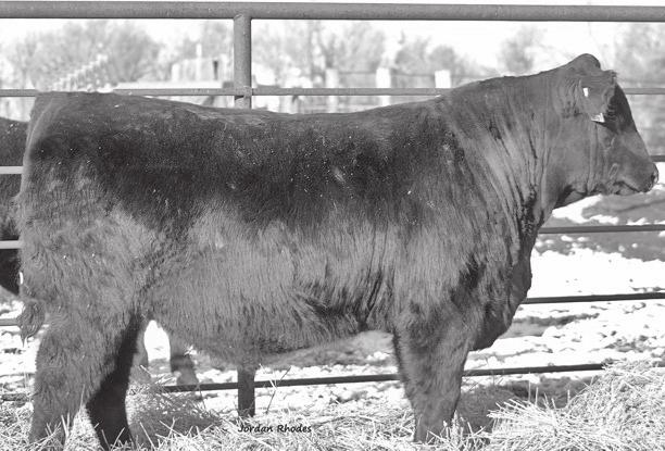 331 Notes: An extremely powerful herd sire prospect out of Rito 9969 who has been a favorite of cattlemen who sell pounds for a living.