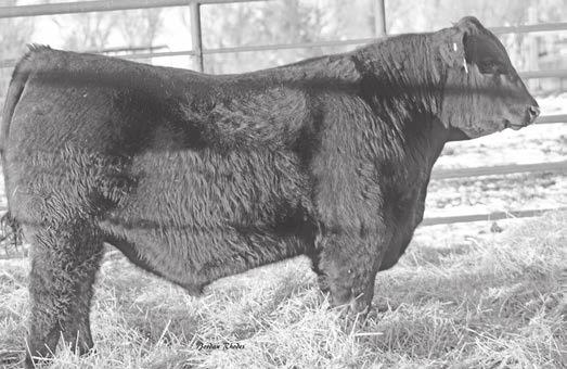 His phenomenal granddam, SJW Net Worth 331 819, has always been a featured dam at the ranch. Both his dam and granddam are Pathfinders. CED -2 BW 4.1 WW 62 YW 110 1.55 CEM 6 MILK 28 $EN -26.