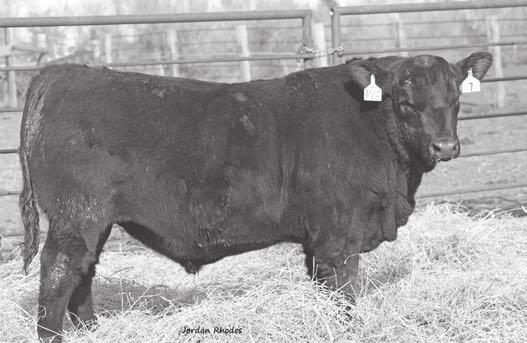 Hoff Bess S C 4203 Notes: A Cavalry son whose dam ratioed 127 on WW and 140 on YW. Total performance package. She s a Hoff Blockbuster daughter with great feed efficiency and easy fleshing.