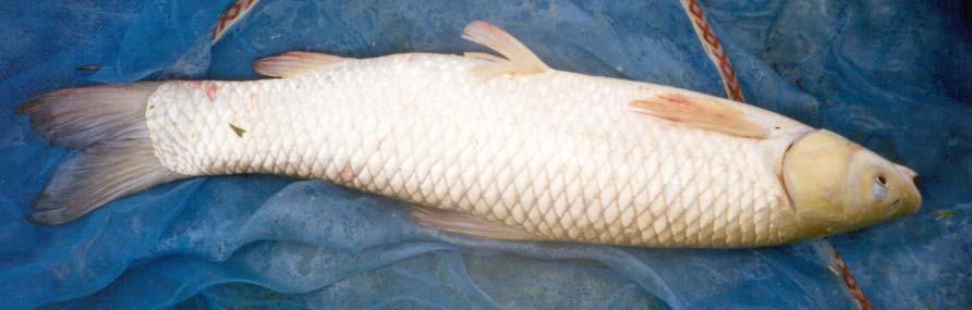 Several fish species ascent upstream to breed during the early mansoon floods.