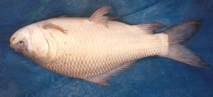 Some common popular edible fish Rohu (Labeo