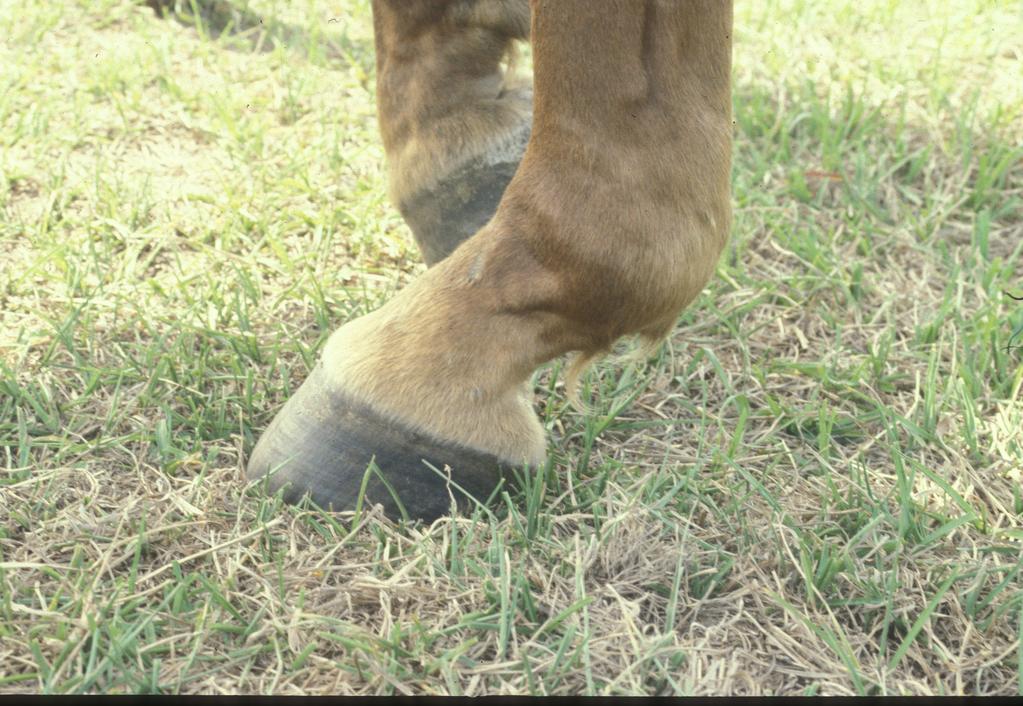 Horses that have the opposite conformation of a sickle-hocked horse are said to be post legged. These horses have extremely straight angles to their hocks.