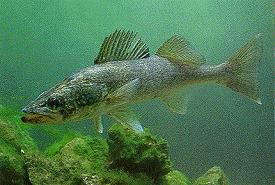 What DNA tells us about Walleye (& other fish) in the Great Lakes Carol Stepien, Douglas