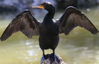 8 Ontario Federation of Anglers and Hunters CALL FOR BETTER CORMORANT CONTROL The OFAH was very active in trying to remove unnecessary protection for cormorants under the Fish and Wildlife