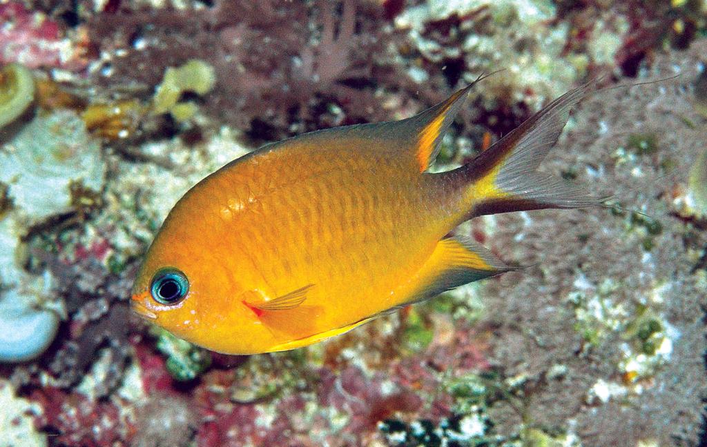Figure 1. Underwater photo of Chromis howsoni, approximately 50 mm SL, Lusancay Islands, Papua New Guinea (photograph by G. Allen). P.33811-001, 6 specimens, 30.7 50.7 mm SL, Fergusson Island (09 43.