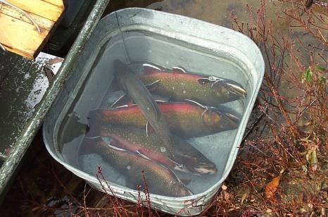 Although trap net surveys have not been conducted every year for the past 5 years, trap net surveys provide us with the most consistent historic assessment of the brook trout population in Honnedaga
