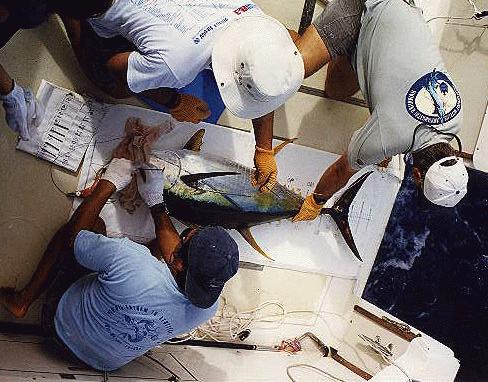 Hawaii Tuna Pelagic Fisheries Research Program University of Hawaii Tagging