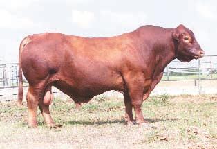 We have semen available on the following bulls. For information or to place your order, call (866) RED COWS. Ask for Doug Marburger. M&M MONUMENT 14 (1/4) R# 114052 Born: 3/6/00 $15/unit EPDs: BW: 2.