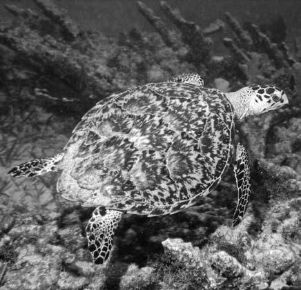 2 Focused Instruction Read the first part of the passage. Then answer the questions. Sea Turtles 1 There are many kinds of sea turtles. They live all over the world. Some of them like very warm water.