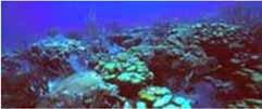 Coral disease following