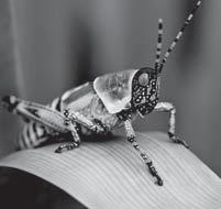 Introducing the Read-Aloud Life Cycles of Insects 3A 10 minutes What Have We Already Learned?