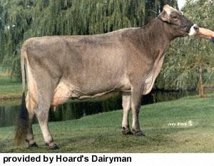Brown Swiss Originated in the Alps of Switzerland Solid brown in color Nose & tongue are black