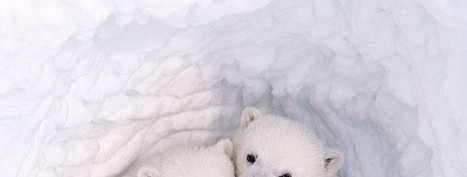 IMPORTANCE OF POLAR BEARPolar bears are at the top of the food chain and have an