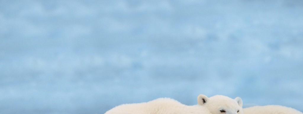 CLIMATE CHANGEPolar bears depend on sea ice.