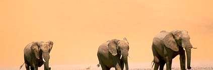 trunk, which has many uses ranging from using it as a hand to pick up objects, as a